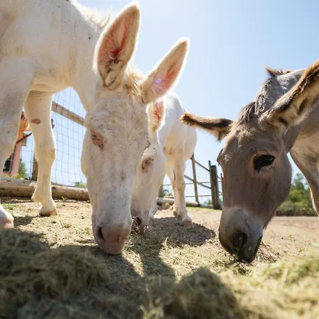 بيت للعطل Terra Del Vento By Interhome كوارتوتشو