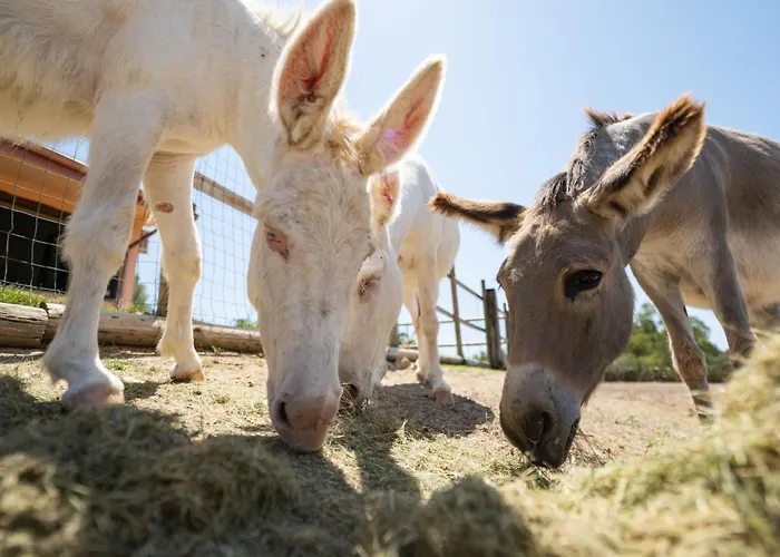 Сasa de vacaciones Terra Del Vento By Interhome Quartucciu